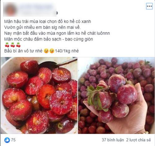 Loạn giá mận Mộc Châu trái mùa, tiểu thương nhét túi vài triệu/ngày