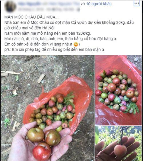 Loạn giá mận Mộc Châu trái mùa, tiểu thương nhét túi vài triệu/ngày