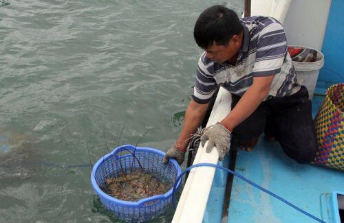 Sự thật về giá tôm hùm ở Phú Yên chỉ 200.000 đồng/kg