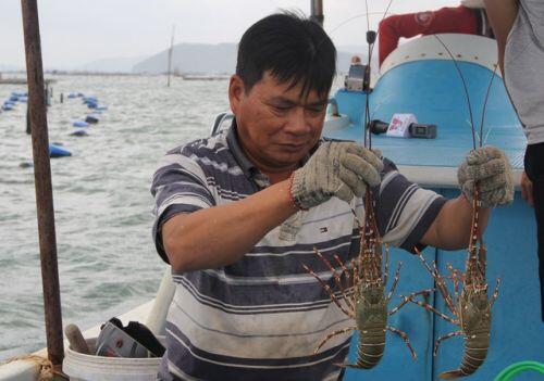 Sự thật về giá tôm hùm ở Phú Yên chỉ 200.000 đồng/kg