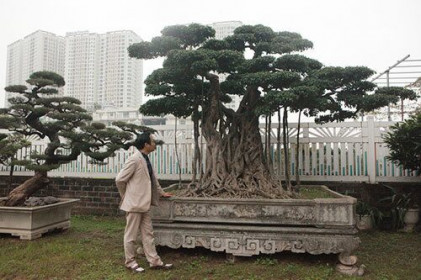 Cây sanh có thế lạ cực kỳ hiếm, đại gia trả 2,6 tỷ không chịu bán