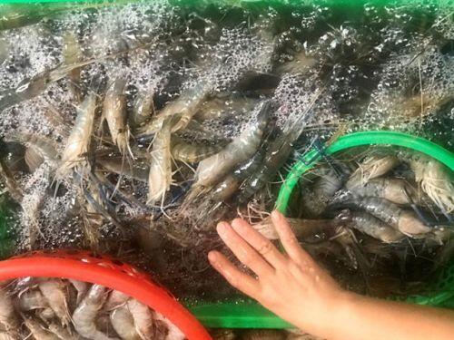 Sự thật về tôm hùm 'giải cứu'
