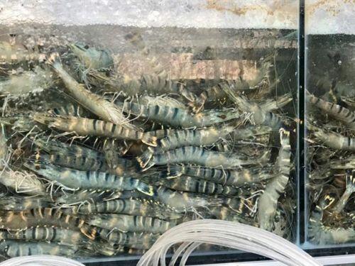 Sự thật về tôm hùm 'giải cứu'