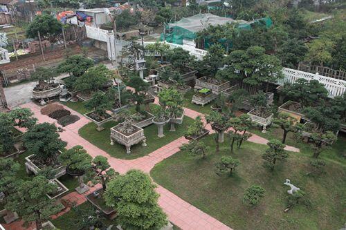 Cây sanh có thế lạ cực kỳ hiếm, đại gia trả 2,6 tỷ không chịu bán