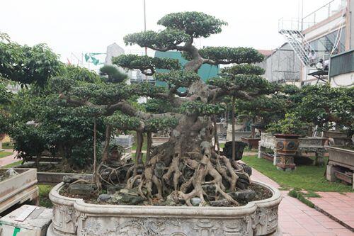 Cây sanh có thế lạ cực kỳ hiếm, đại gia trả 2,6 tỷ không chịu bán