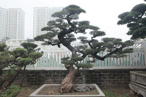 Cây sanh có thế lạ cực kỳ hiếm, đại gia trả 2,6 tỷ không chịu bán