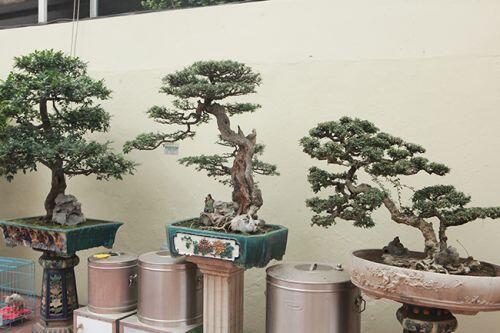 Cây sanh có thế lạ cực kỳ hiếm, đại gia trả 2,6 tỷ không chịu bán