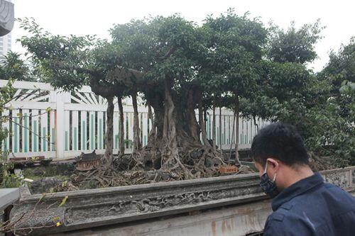 Cây sanh có thế lạ cực kỳ hiếm, đại gia trả 2,6 tỷ không chịu bán