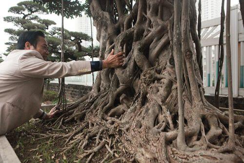 Cây sanh có thế lạ cực kỳ hiếm, đại gia trả 2,6 tỷ không chịu bán