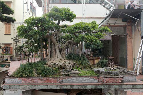 Cây sanh có thế lạ cực kỳ hiếm, đại gia trả 2,6 tỷ không chịu bán