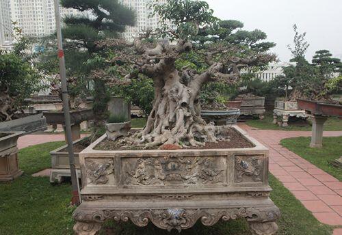 Cây sanh có thế lạ cực kỳ hiếm, đại gia trả 2,6 tỷ không chịu bán
