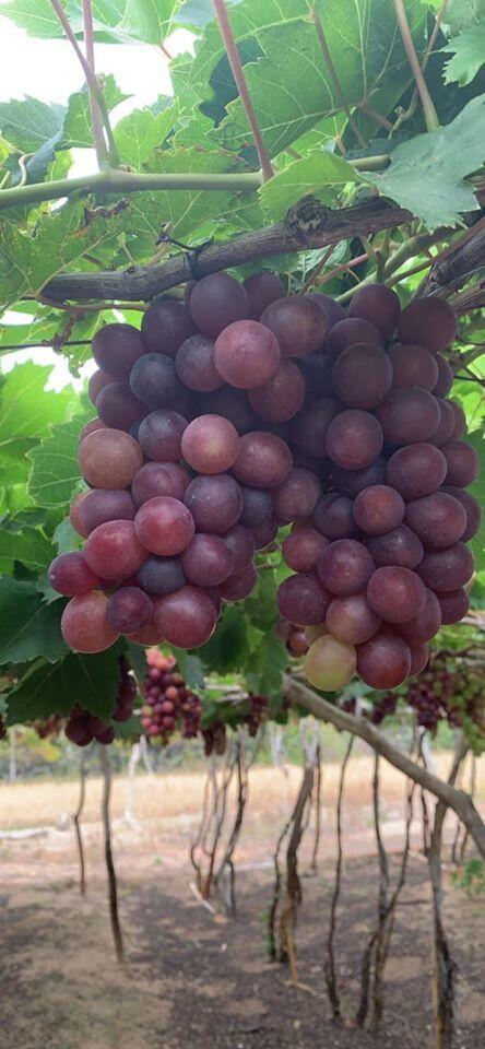 Nho đỏ Ninh Thuận 50.000 đồng/kg tràn chợ mạng: Tiểu thương chỉ cách nhận biết