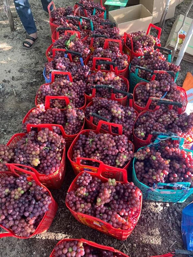 Nho đỏ Ninh Thuận 50.000 đồng/kg tràn chợ mạng: Tiểu thương chỉ cách nhận biết