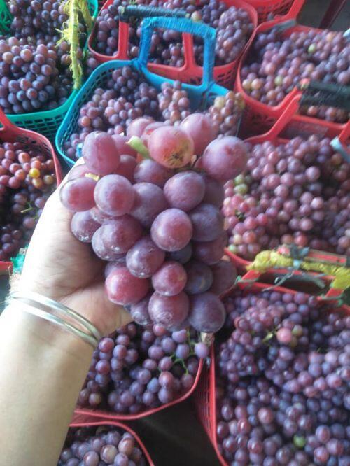 Nho đỏ Ninh Thuận 50.000 đồng/kg tràn chợ mạng: Tiểu thương chỉ cách nhận biết