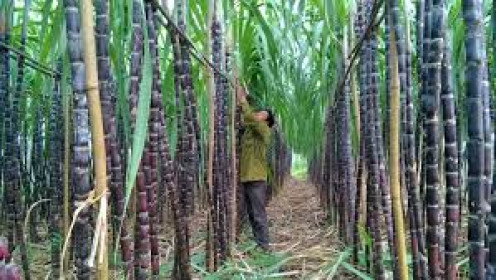 QNS: Chủ tịch đăng ký mua 500 ngàn cổ phiếu