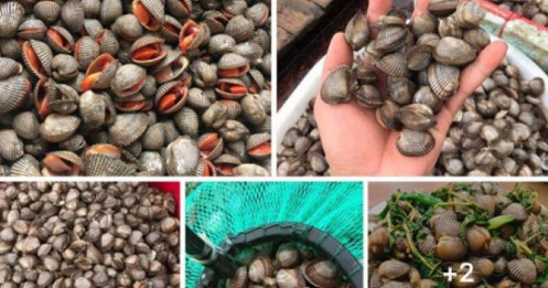 Sò gạo giá rẻ chưa từng có tràn ngập chợ online, giá chỉ 17.000đ/kg