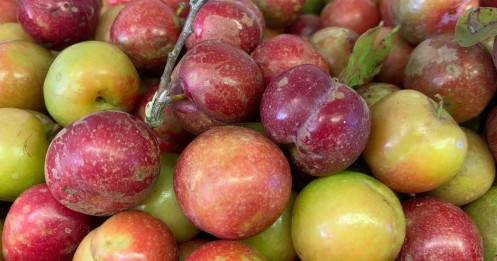 Chị em “cháy túi" vì mận hậu đầu mùa, giá chát vẫn đổ xô đi mua