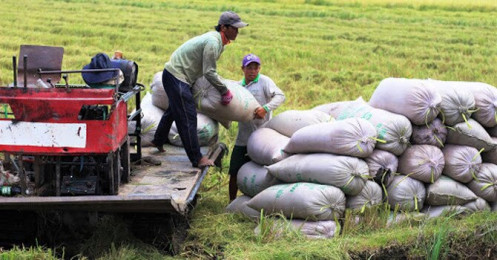 Phó chủ tịch Hiệp hội Lương thực VN: “Không có chuyện VN thiếu gạo, bài học dừng xuất khẩu gạo năm 2008 vẫn còn nguyên giá trị”