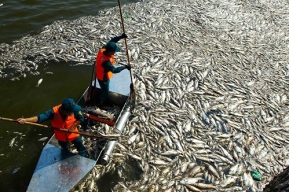 "Giật mình" kinh phí làm sạch hồ Trúc Bạch