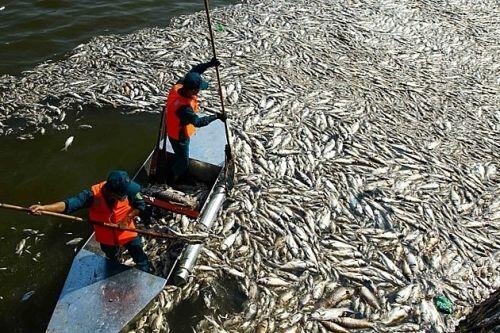 "Giật mình" kinh phí làm sạch hồ Trúc Bạch