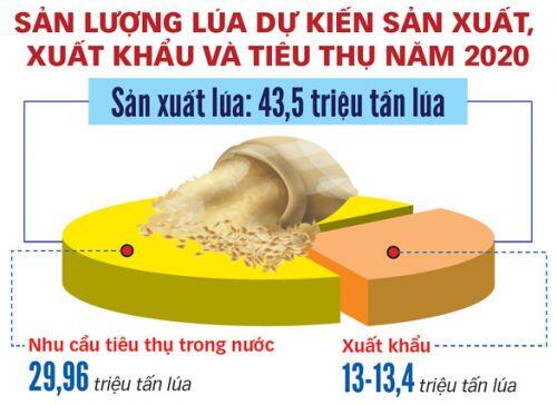 Xuất khẩu gạo: rà lại rồi tính tiếp