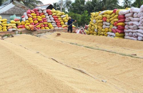Chính phủ chỉ nên cho xuất khẩu 3 triệu tấn gạo là dừng