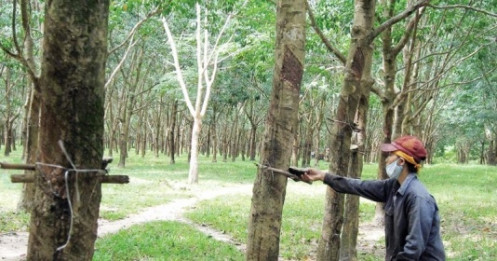 Tập đoàn Cao su với thách thức lợi nhuận 4.000 tỷ đồng
