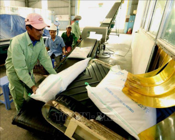 Xuất khẩu gạo phải xem xét kỹ lưỡng, thận trọng