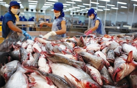 Xuất khẩu cá tra đón nhận những tín hiệu tích cực từ thị trường Mỹ, Eu, Trung Quốc