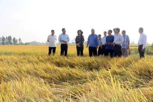 An Giang kêu khó cho doanh nghiệp khi “nghẽn” hơn 82.000 tấn gạo