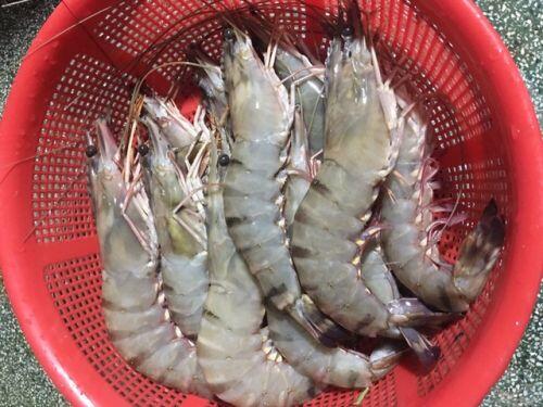 Tôm sú tự nhiên “khổng lồ” rầm rộ về Sài Gòn, giá rẻ chưa từng thấy