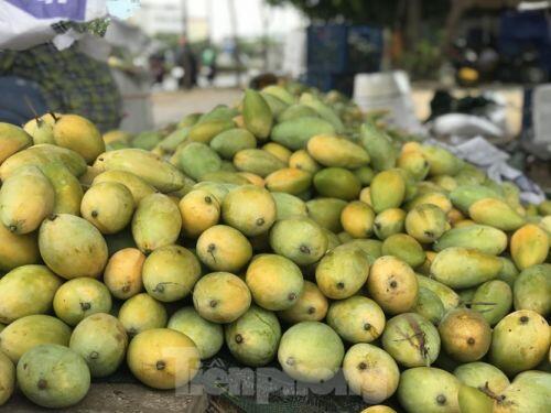 Xoài vào mùa, tràn xuống lề đường giá chỉ 5.000 đồng/kg