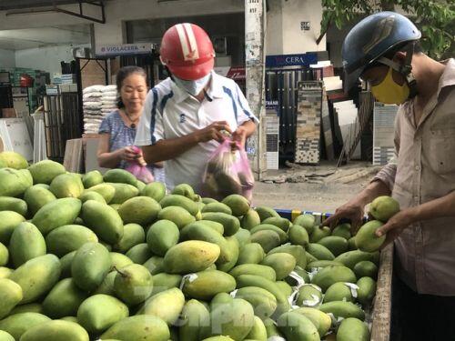 Xoài vào mùa, tràn xuống lề đường giá chỉ 5.000 đồng/kg