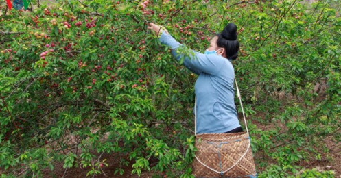 Mận chín đỏ cây không có người mua, nông dân Sơn La lo đói