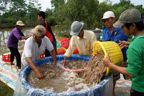 Doanh nghiệp thuỷ sản Cà Mau nỗ lực "kép" vượt khó mùa dịch
