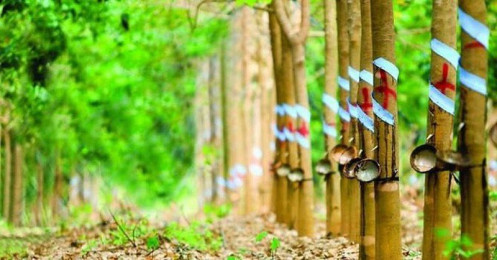 Được bồi thường 156 tỷ, Cao su Phước Hòa báo lãi gấp đôi dù doanh thu giảm