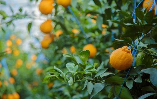 'Chum vàng' trĩu cành, đặc sản lừng lẫy cả nước, gần 1 triệu/kg