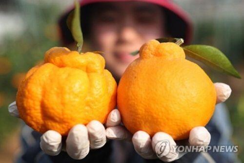 'Chum vàng' trĩu cành, đặc sản lừng lẫy cả nước, gần 1 triệu/kg