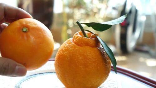 'Chum vàng' trĩu cành, đặc sản lừng lẫy cả nước, gần 1 triệu/kg