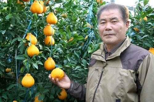 'Chum vàng' trĩu cành, đặc sản lừng lẫy cả nước, gần 1 triệu/kg
