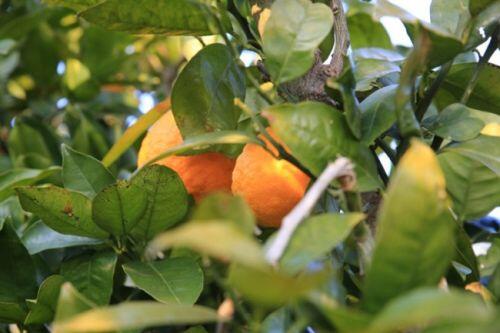 'Chum vàng' trĩu cành, đặc sản lừng lẫy cả nước, gần 1 triệu/kg