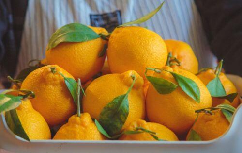 'Chum vàng' trĩu cành, đặc sản lừng lẫy cả nước, gần 1 triệu/kg