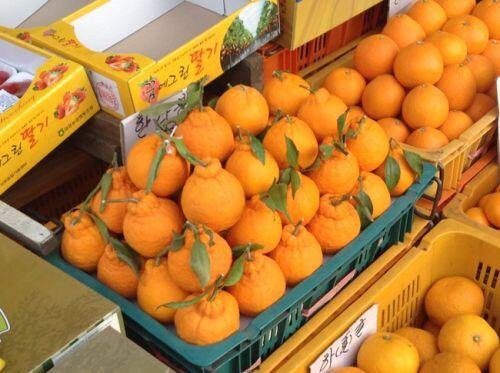 'Chum vàng' trĩu cành, đặc sản lừng lẫy cả nước, gần 1 triệu/kg