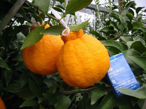 'Chum vàng' trĩu cành, đặc sản lừng lẫy cả nước, gần 1 triệu/kg