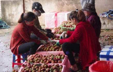 200 thương lái Trung Quốc sắp đến Bắc Giang lùng mua vải thiều