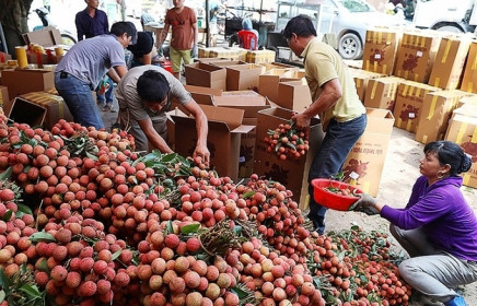 Không bị động trong tiêu thụ vải thiều Kỳ I: Nỗi lo mùa quả chín