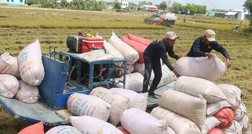 Xuất khẩu gạo sang Trung Quốc được giá