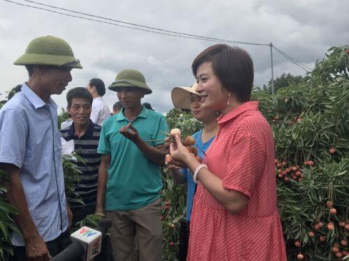 Hàng trăm thương lái Trung Quốc chực chờ, đếm ngày sang Việt Nam mua vải