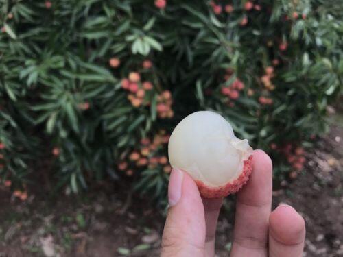 Hàng trăm thương lái Trung Quốc chực chờ, đếm ngày sang Việt Nam mua vải