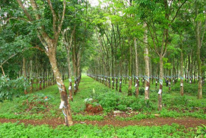 DRI: Kế hoạch lợi nhuận giảm 38%, tiếp tục đăng ký niêm yết lên HOSE